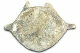 Fossil Whale Lumbar Vertebra - Yorktown Formation #362084-2